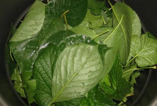 Как засолить горький перец на зиму холодным способом. Горький перец, маринованный на зиму