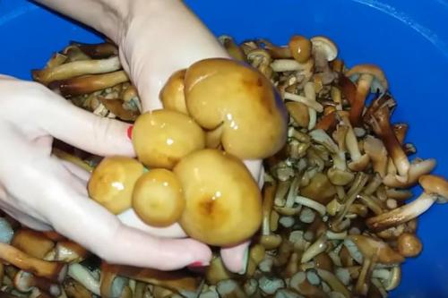 Маринованные опята из замороженных грибов. Опята маринованные на зиму в банках с уксусом