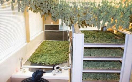 Как собирать чабрец. Чабрец — когда собирать и как сушить растение для лечебных и кулинарных целей