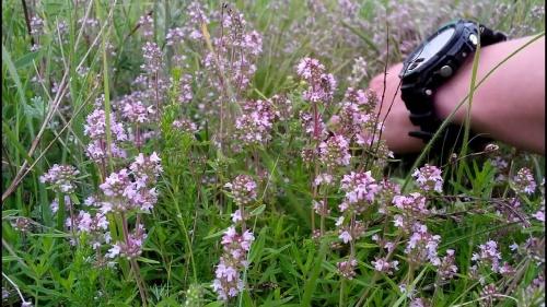 Нужно ли мыть чабрец перед сушкой. Когда собирать чабрец