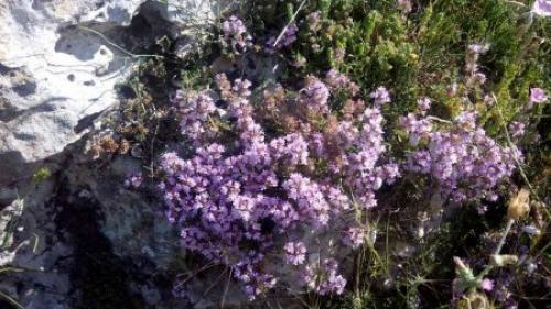 Когда собирать и как правильно сушить чабрец. Как сушить для чая? 07 Когда собирать и как правильно сушить чабрец. Как сушить для чая? 07