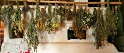 Как собирать чабрец. Чабрец — когда собирать и как сушить растение для лечебных и кулинарных целей