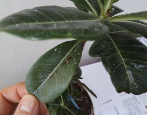 Мучнистый червец и белокрылка. Мучнистый червец на комнатных растениях: как выглядит, чем опасен