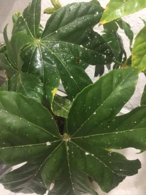 Мучнистый червец и белокрылка. Мучнистый червец на комнатных растениях: как выглядит, чем опасен