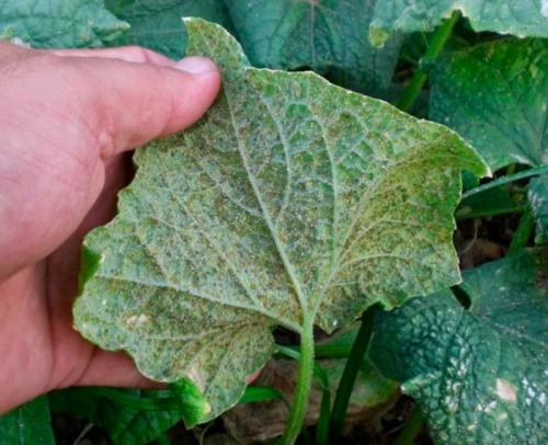 Самое сильное средство от белокрылки. Белокрылка на огурцах в теплице