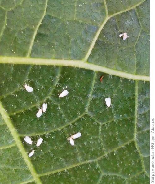 Победила белокрылку. Белокрылка в теплице. Метод борьбы и профилактики
