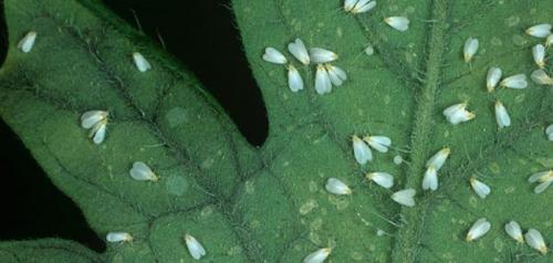 Как избавиться от белокрылки комнатных растений. Белокрылка: что это за насекомое?