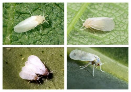 Как избавиться от белокрылки комнатных растений. Белокрылка: что это за насекомое?