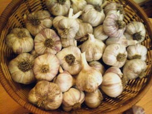 Как сохранить чеснок до весны для посадки. Как правильно хранить озимый чеснок зимой в погребе и в квартире 17 Как сохранить чеснок до весны для посадки. Как правильно хранить озимый чеснок зимой в погребе и в квартире 17