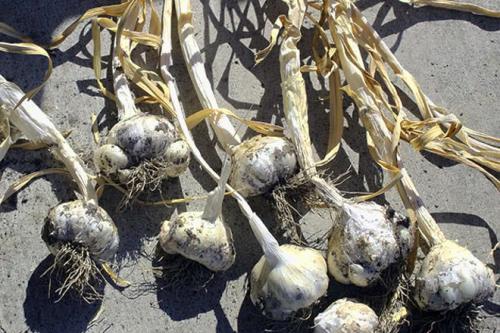 Как сохранить чеснок до весны для посадки. Как правильно хранить озимый чеснок зимой в погребе и в квартире