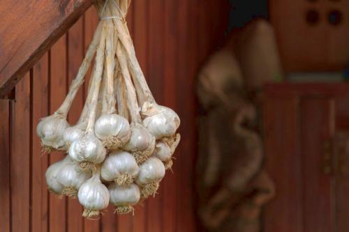 Как сохранить чеснок до весны для посадки. Как правильно хранить озимый чеснок зимой в погребе и в квартире