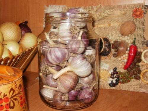 Как сохранить чеснок до весны для посадки. Как правильно хранить озимый чеснок зимой в погребе и в квартире 18 Как сохранить чеснок до весны для посадки. Как правильно хранить озимый чеснок зимой в погребе и в квартире 18