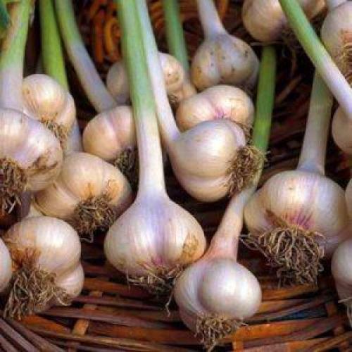 Как хранить чеснок в банке. Простейшие заготовки своими руками: хранение чеснока в стеклянных банках — лайфхаки и важные правила