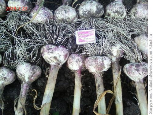 Как хранить чеснок в квартире форум. Комментарии к записи (стр. 1)