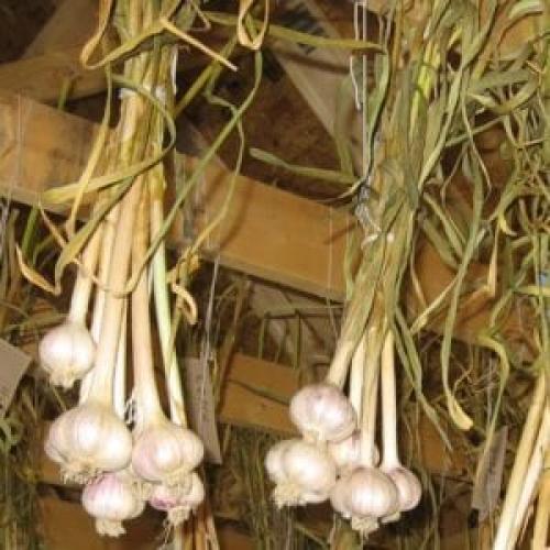 Как сохранить чеснок до лета. Подготовка чеснока