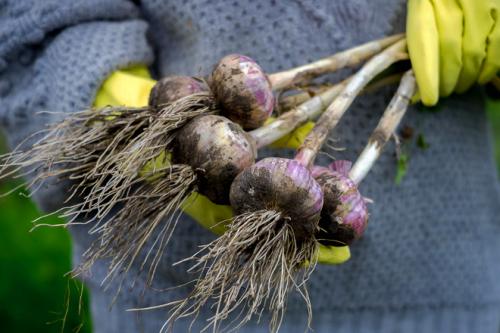 Как сохранить чеснок до весны для посадки. Как правильно хранить озимый чеснок зимой в погребе и в квартире