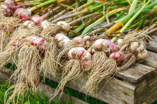 Как сохранить чеснок до весны для посадки. Как правильно хранить озимый чеснок зимой в погребе и в квартире