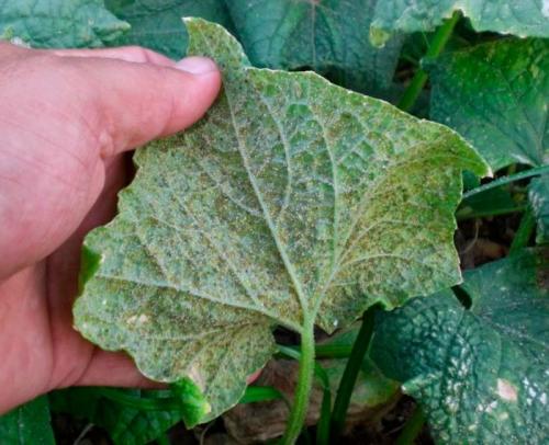 Народное средство от белокрылки. Белокрылка на огурцах в теплице