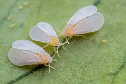 Сода от белокрылки. Кто это и чем опасна белокрылка
