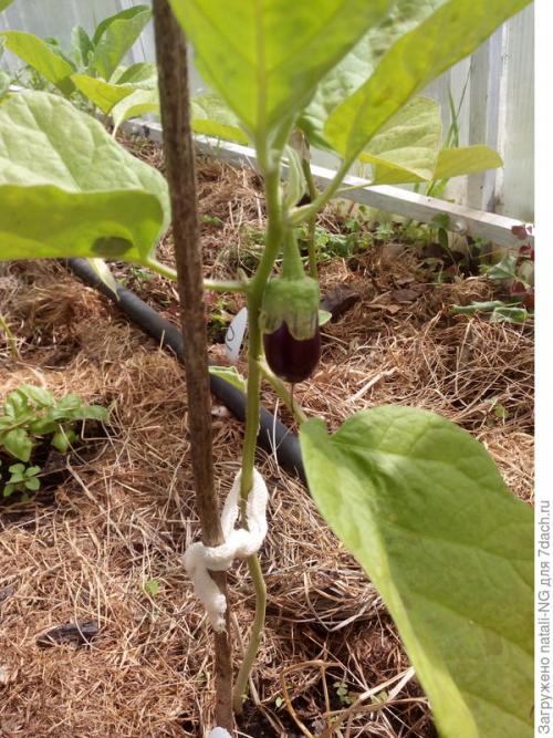 Победила белокрылку. Белокрылка в теплице. Метод борьбы и профилактики