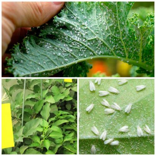 Самое эффективное средство от белокрылки. Лучшие средства от белокрылки