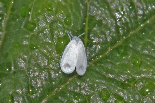 Сода от белокрылки. Кто это и чем опасна белокрылка