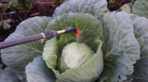 Народное средство от белокрылки. Меры профилактики