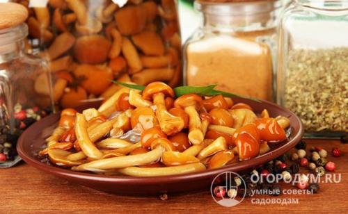 Лучшие рецепты маринованных опят на зиму в банках. Популярные рецепты