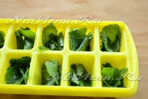 Как заморозить мелиссу » Сусеки. Как заморозить мелиссу. Можно ли заморозить мяту на зиму в домашних условиях Можно ли замораживать мяту на зиму