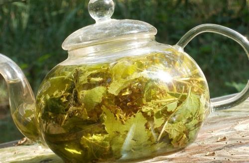 Как готовить мелиссу. Чай с мелиссой — польза, рецепты заваривания. Как заготовить мелиссу