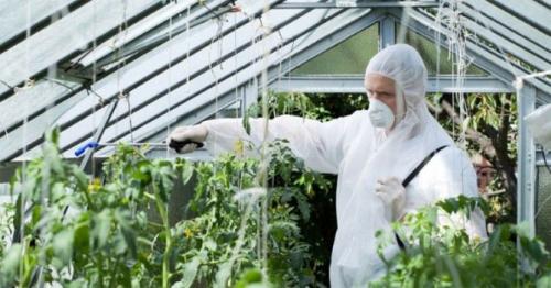 Уксус от белокрылки. Обработка теплицы