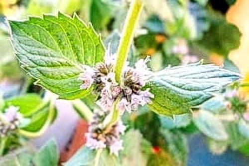 Когда заготавливать мелиссу для чая. Как и когда собирать мелиссу?