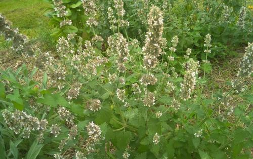 Как готовить мелиссу. Чай с мелиссой — польза, рецепты заваривания. Как заготовить мелиссу