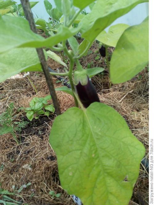 Победила белокрылку. Белокрылка в теплице. Метод борьбы и профилактики