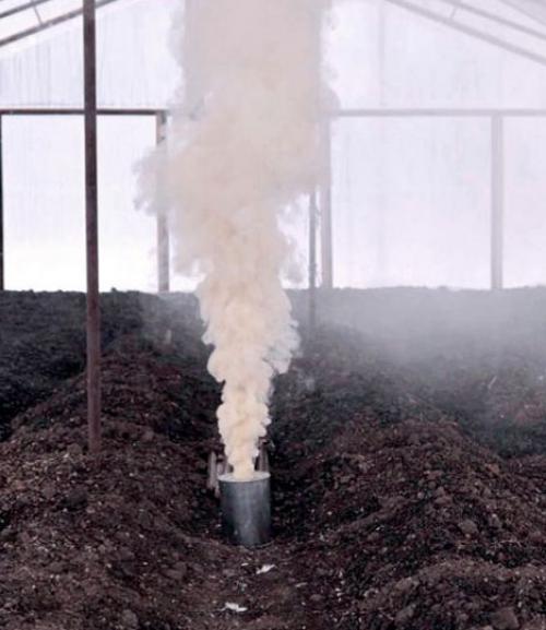 Уксус от белокрылки. Обработка теплицы