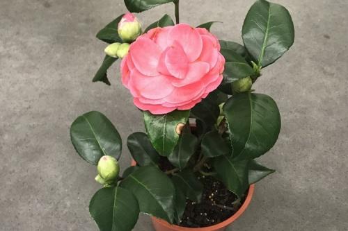 Черные летающие мошки в цветах: как избавиться.