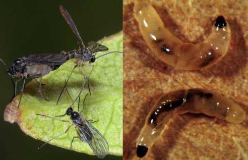 Лавровый лист от мошек в цветах. Виды мошек, паразитирующих на цветах