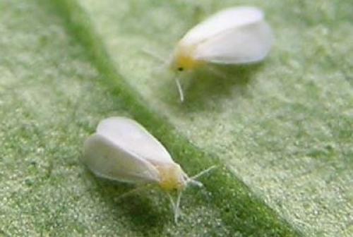 Белокрылка на комнатных растениях. БЕЛОКРЫЛКА на комнатных цветах –, что нужно знать?