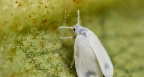 Белые мошки на герани. Где живут и откуда берутся цветочные мошки