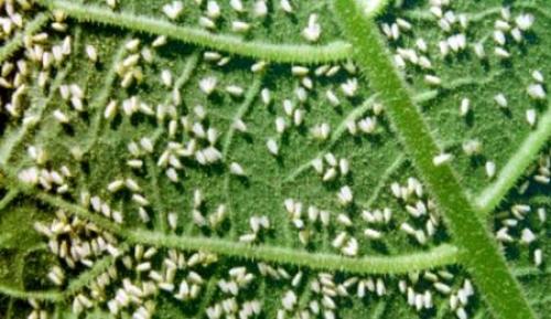 Белокрылка на комнатных растениях. БЕЛОКРЫЛКА на комнатных цветах –, что нужно знать?