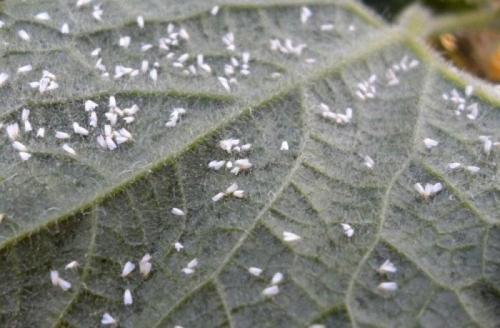 Борьба с белокрылкой в открытом грунте. Обзор народных средств 04