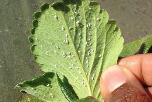 Борьба с белокрылкой в открытом грунте. Обзор народных средств 03