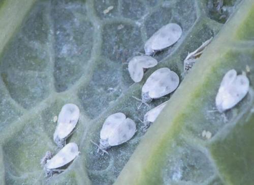 Борьба с белокрылкой в открытом грунте. Обзор народных средств 05