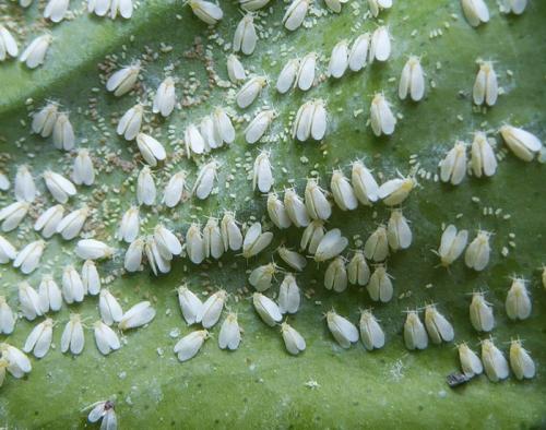 Борьба с белокрылкой в открытом грунте. Обзор народных средств 07