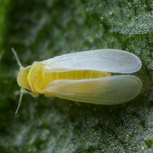 Борьба с белокрылкой в открытом грунте. Обзор народных средств 01