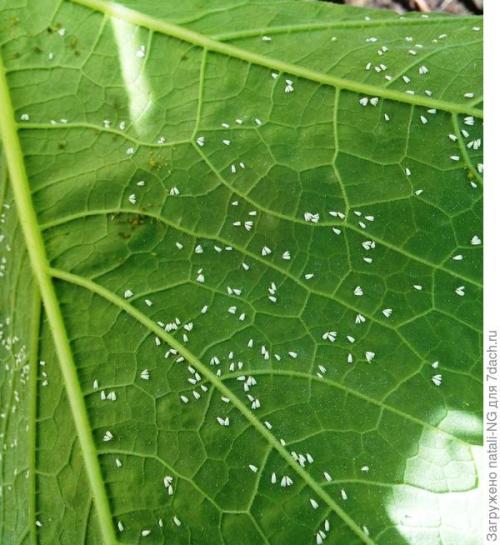 Победила белокрылку. Белокрылка в теплице. Метод борьбы и профилактики