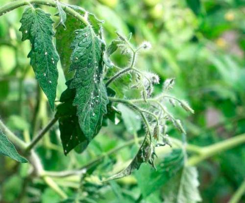 Лучшее средство от белокрылки. Белокрылка на помидорах в теплице