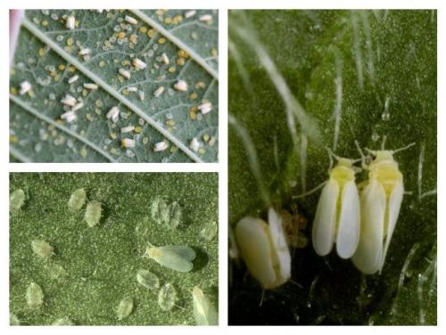 Белокрылка на комнатных растениях. Белокрылка: что это за насекомое?