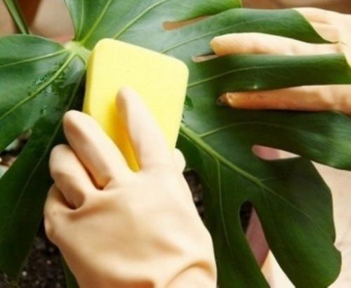 Как победить белокрылку на герани. Как бороться с белокрылкой