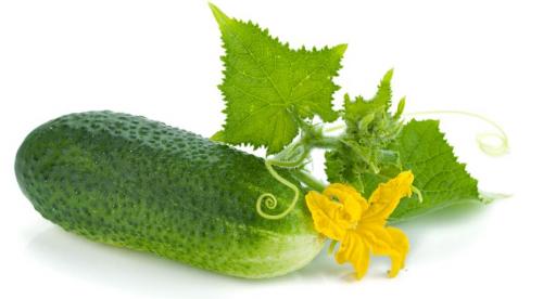 Отличаем засолочные огурцы от салатных Мы сами. 04 Отличаем засолочные огурцы от салатных Мы сами. 04